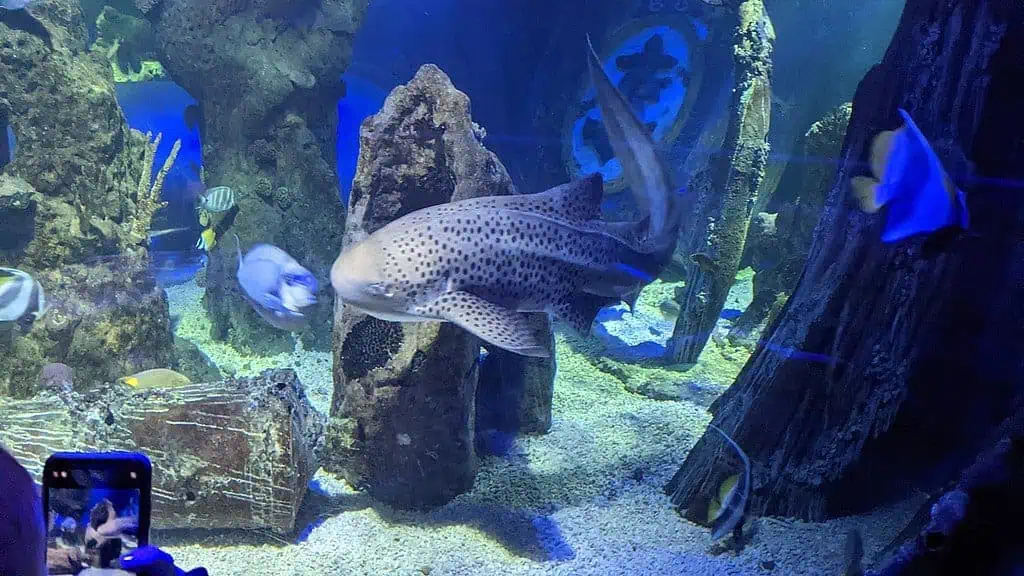 Selwo Marina Benalmádena